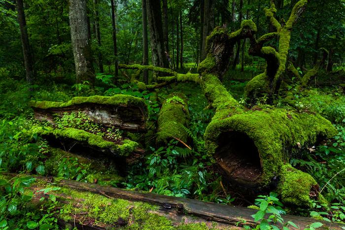 Puszcza Białowieska